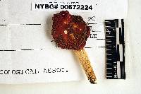 Russula admirabilis image