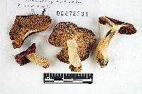 Russula admirabilis image