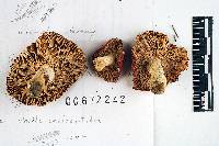Russula admirabilis image