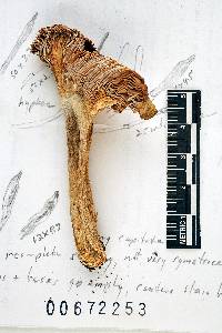 Russula aeruginea image