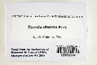 Thumbnail image of current specimen