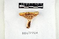 Thumbnail image of current specimen
