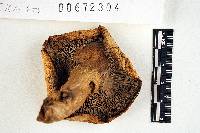 Russula compacta image