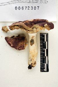 Russula brunneoviolacea image