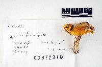 Russula claroflava image