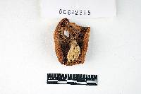 Russula brunneola image