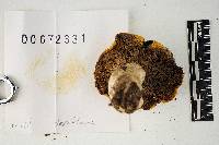 Russula claroflava image
