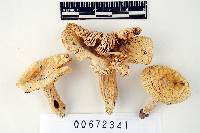 Thumbnail image of current specimen