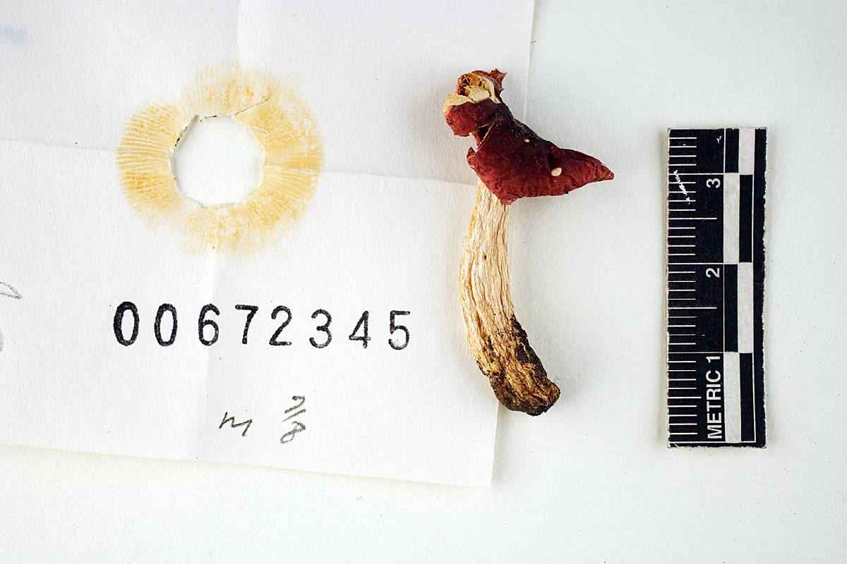 Russula risigallina image