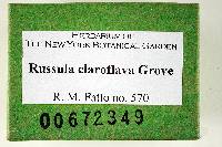 Russula claroflava image
