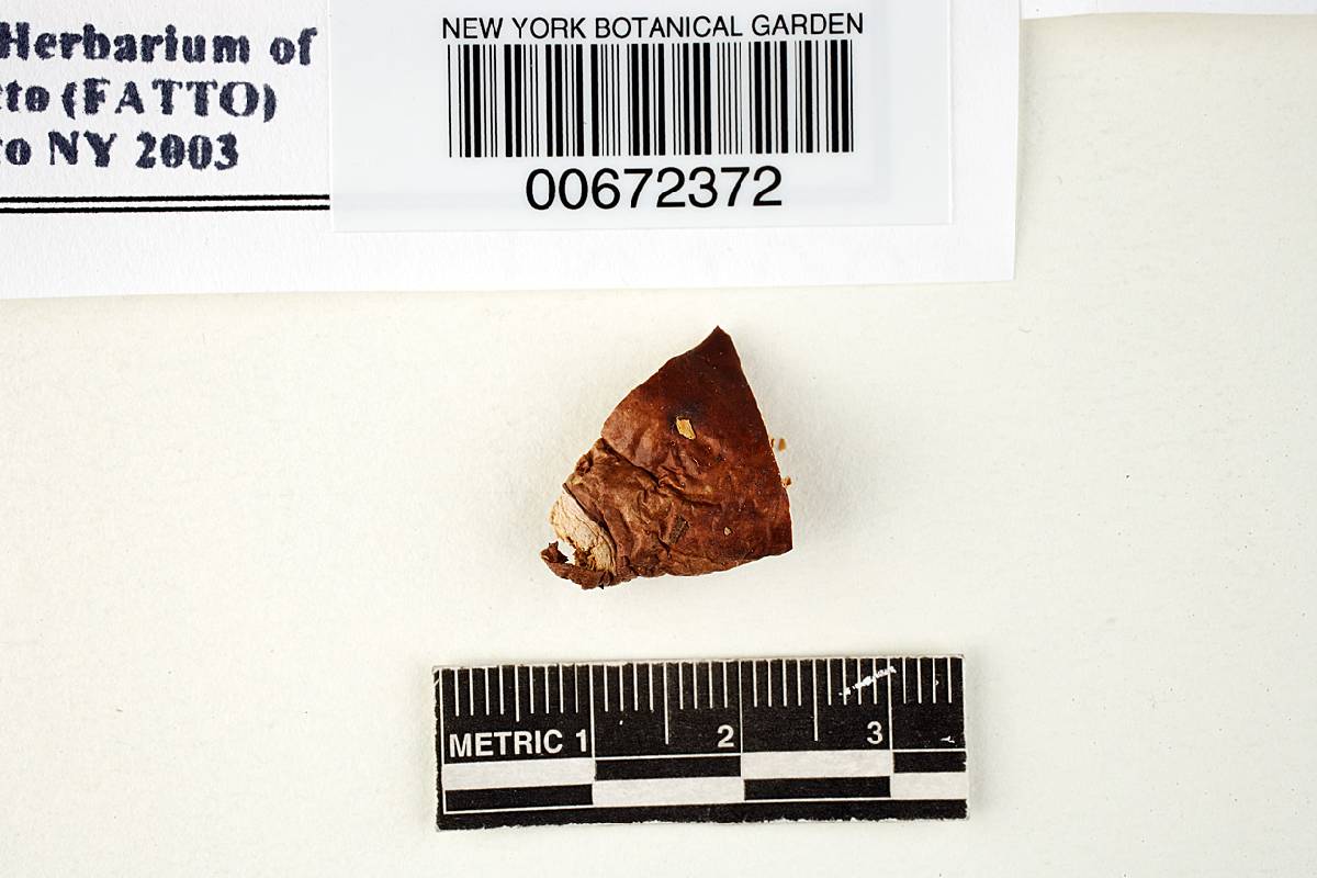 Russula burkei image