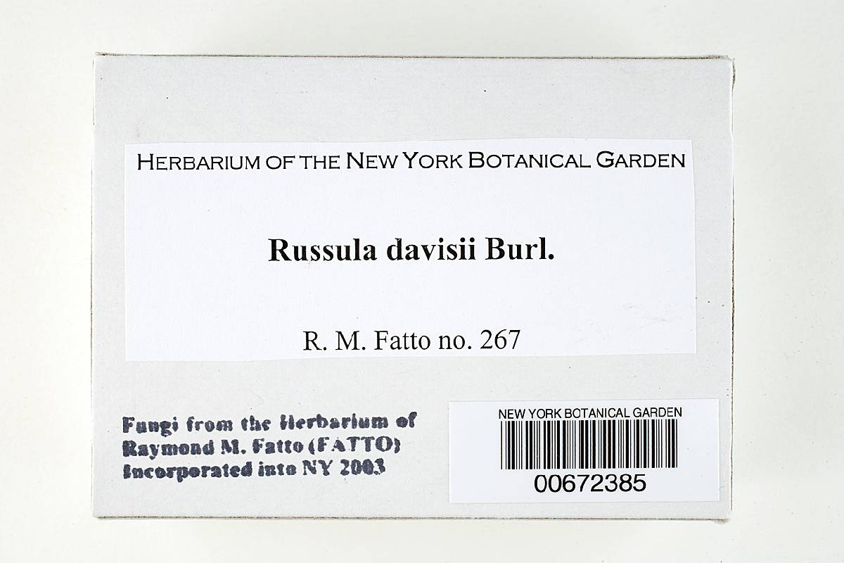 Russula davisii image