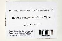 Russula cyanoxantha image