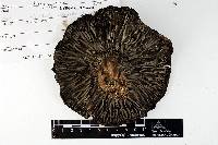 Russula dissimulans image