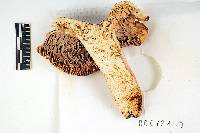 Russula flavisiccans image
