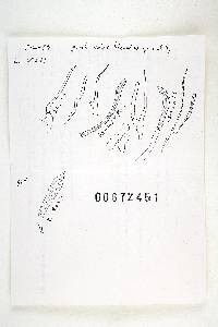 Russula flavisiccans image