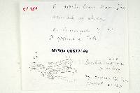 Russula glutinosa image