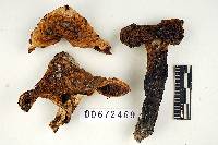Russula glutinosa image