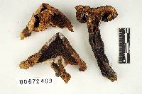 Russula glutinosa image