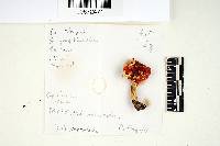 Russula fragilis image