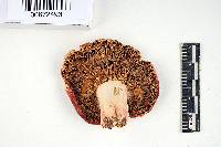 Russula flavisiccans image