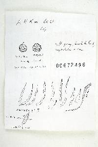Russula flavisiccans image