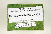 Russula fragilis image