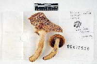 Russula laurocerasi image