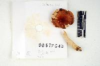 Thumbnail image of current specimen