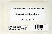 Thumbnail image of current specimen