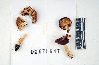 Thumbnail image of current specimen