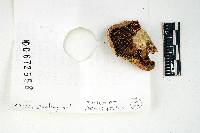 Russula imitatrix image
