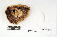 Russula imitatrix image