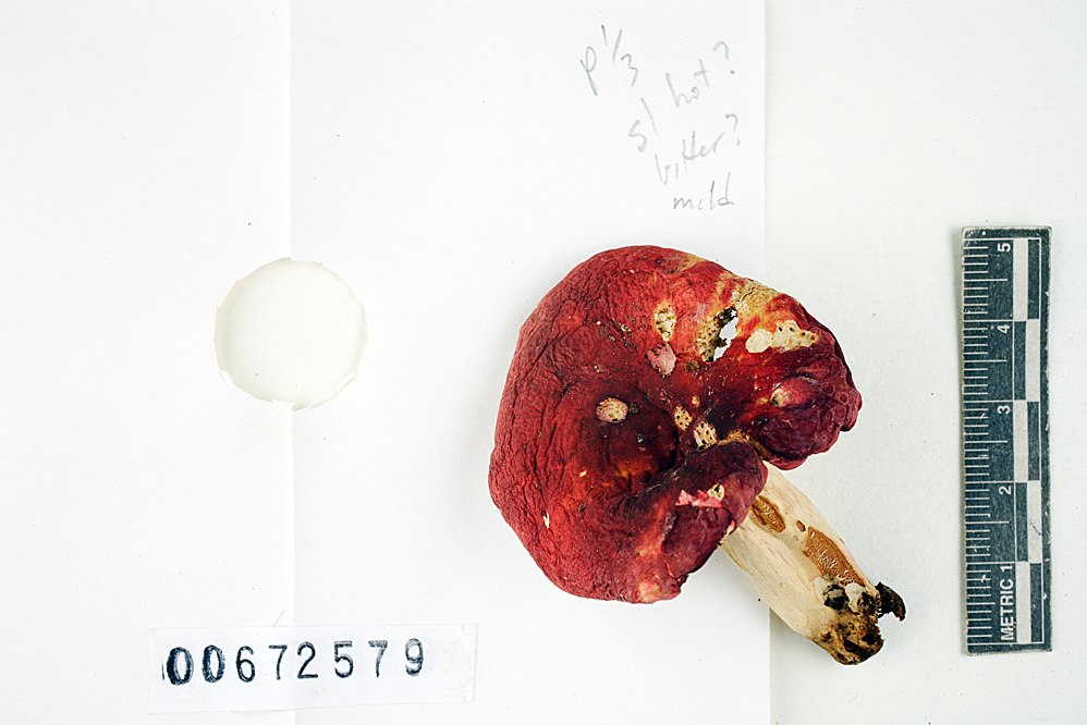Russula nigrescentipes image