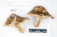Russula mustelina image