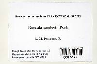 Russula modesta image