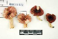 Russula operta image