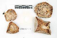 Russula modesta image