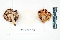 Russula modesta image