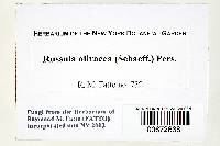 Russula olivacea image