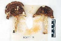 Russula olivacea image
