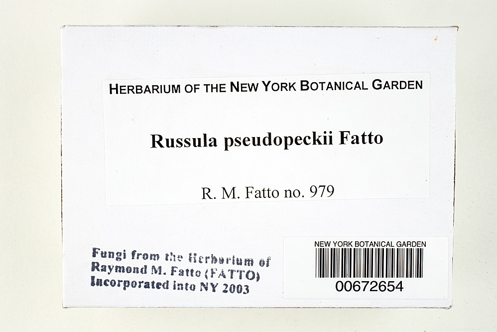 Russula pseudopeckii image