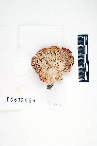 Russula pseudopeckii image