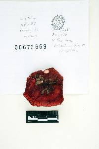 Thumbnail image of current specimen