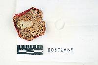 Thumbnail image of current specimen