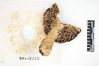 Russula cicatricata image