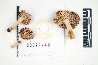 Russula operta image