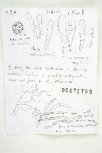 Russula subtilis image