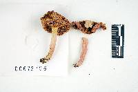 Russula subtilis image