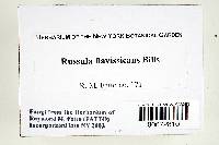 Russula flavisiccans image